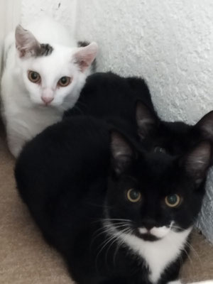 Kajo und Kenji