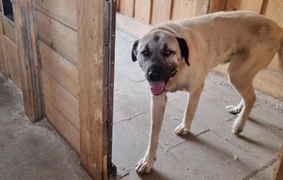 Kangal Pascha