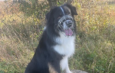Australian Shepherd Moritz