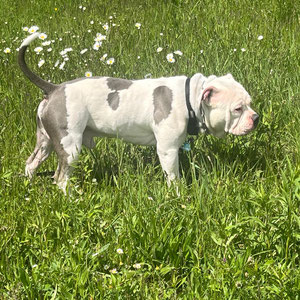 Tyson
