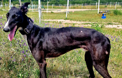 Rumänische Windhund Wenzel