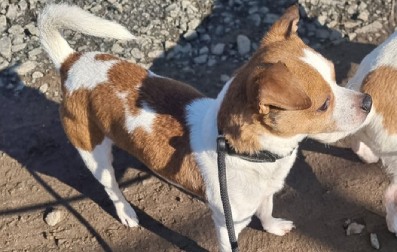 Jack Russell Terrier-Chihuahua-Mix Flip