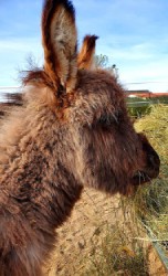 Mehr zu Nandi ›