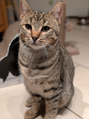 Diego