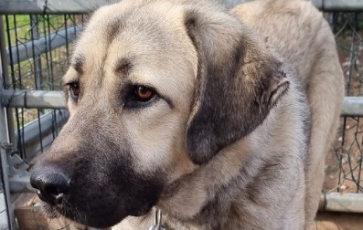Kangal Berta