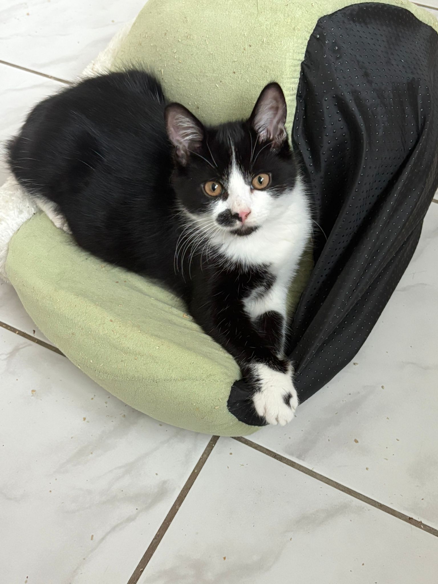 Tuxedo
