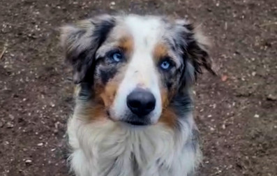 Australian Shepherd Fiete