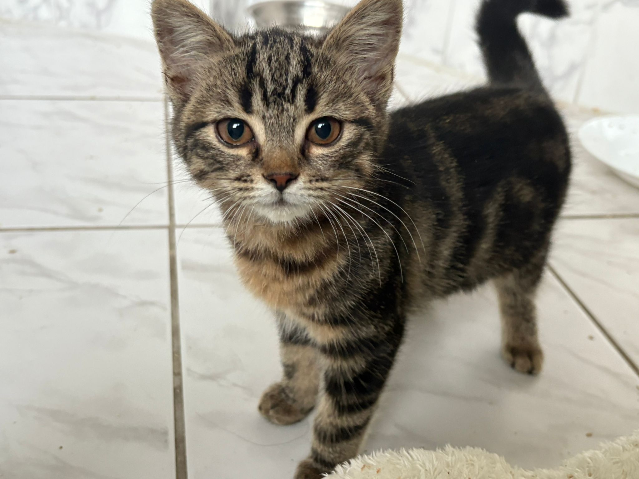 Babou