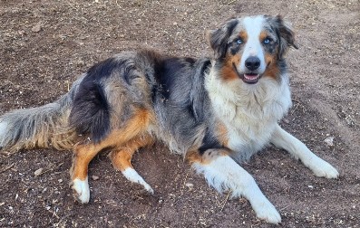 Australian Shepherd Fiete