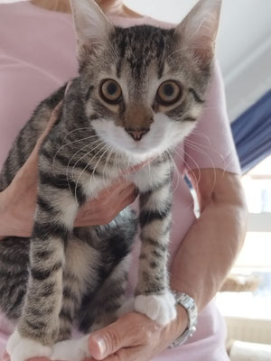 Kai
