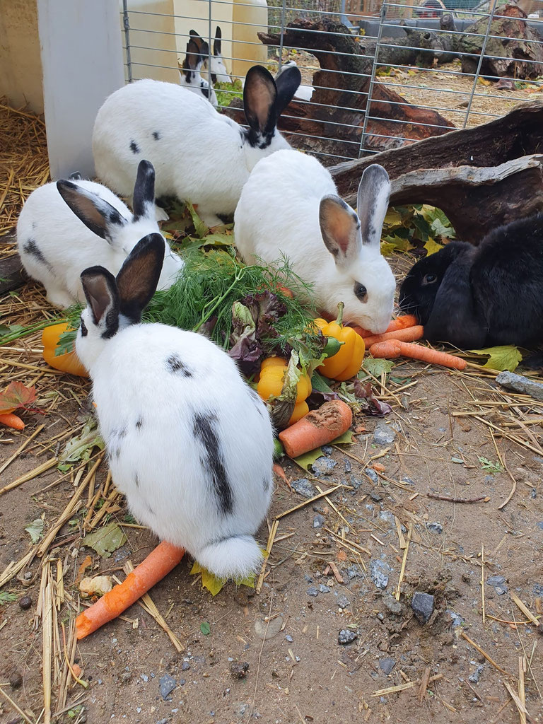 Mehr zu den Kaninchen ›
