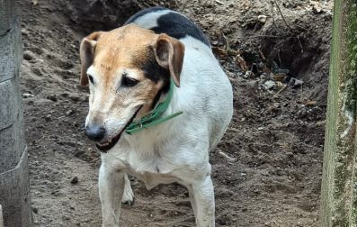 Jack Russell Terrier Bertl