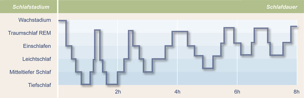 Schlafphasen – Wachstadium, Einschlafen, Leichtschlaf, Mitteltiefer Schlaf, Tiefschlaf, Traumschlaf REM
