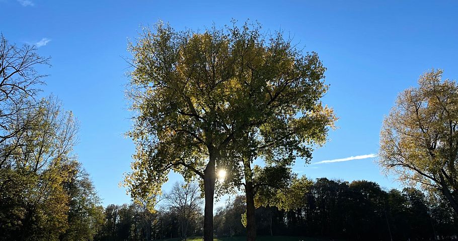 Die Sonne strahlt durch einen Baum in einem Park als Sinnbild für das Thema Loslassen