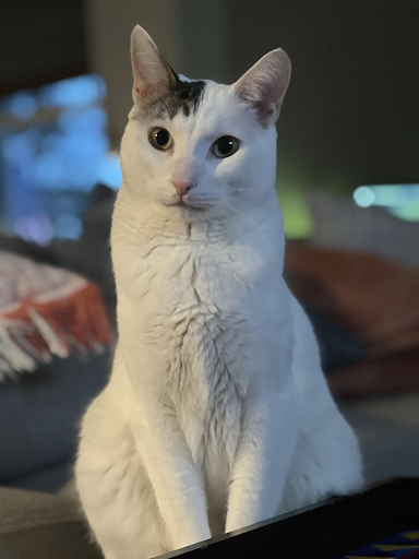 Another one of the author's cats