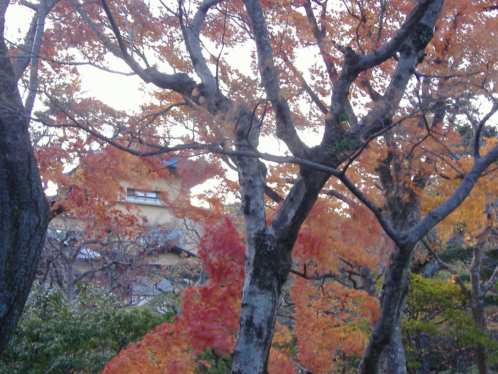 箱根美術館庭園