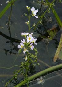 Water Violet