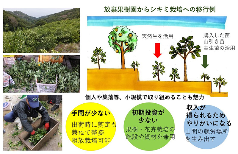 放棄果樹園からシキミ栽培への移行例