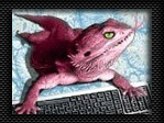 Geckool