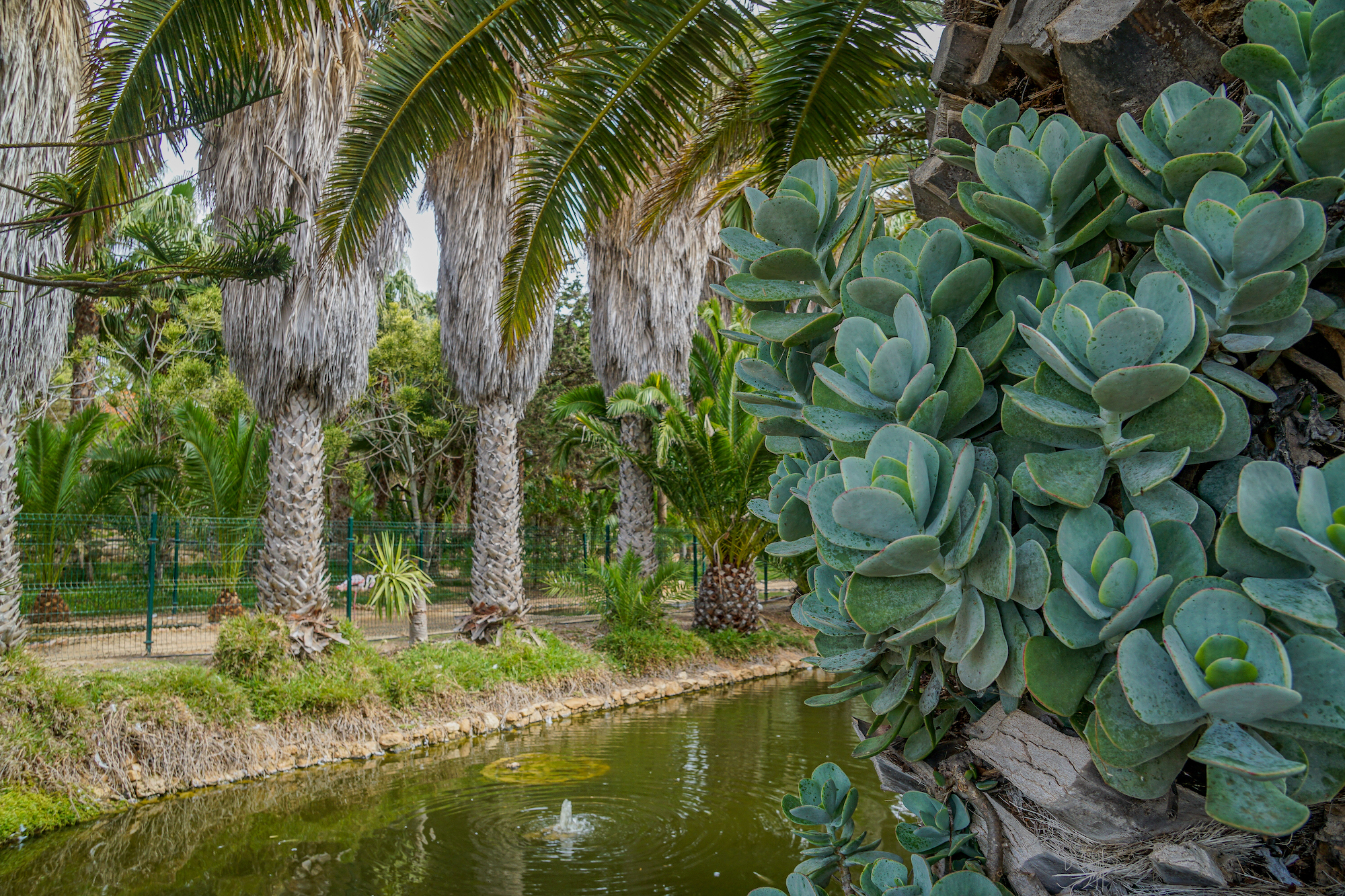 Besuch des botanischen Gartens in Quinta das Palmeiras auf Porto Santo