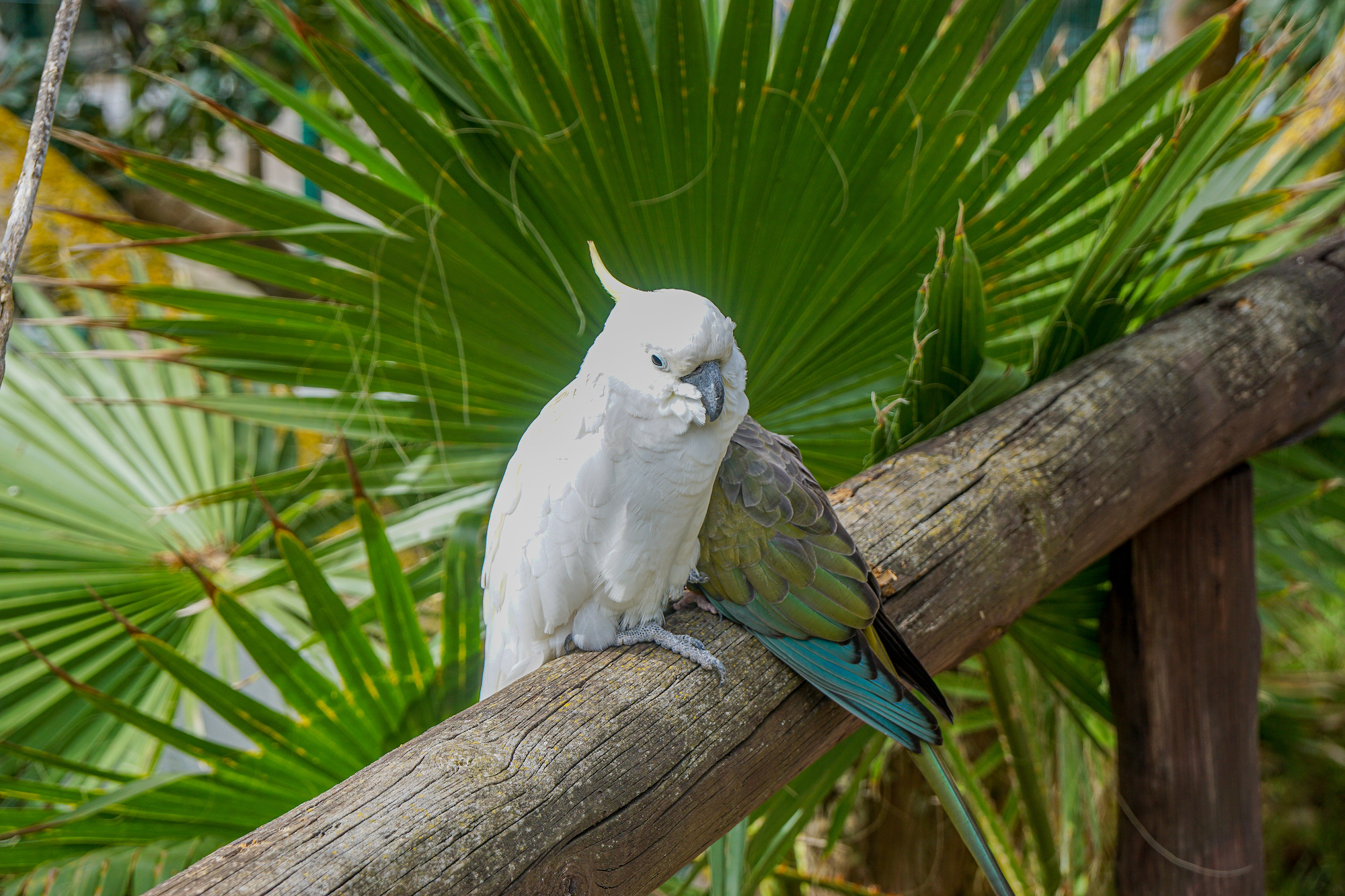 Besuch des botanischen Gartens in Quinta das Palmeiras auf Porto Santo