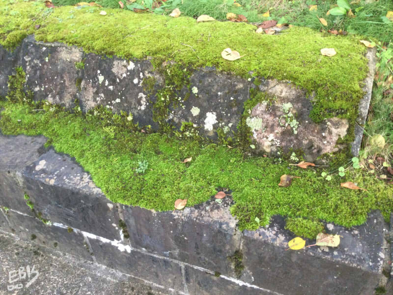 院内石