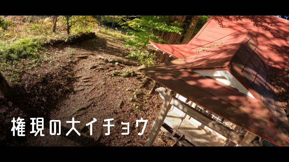 権現の大イチョウ