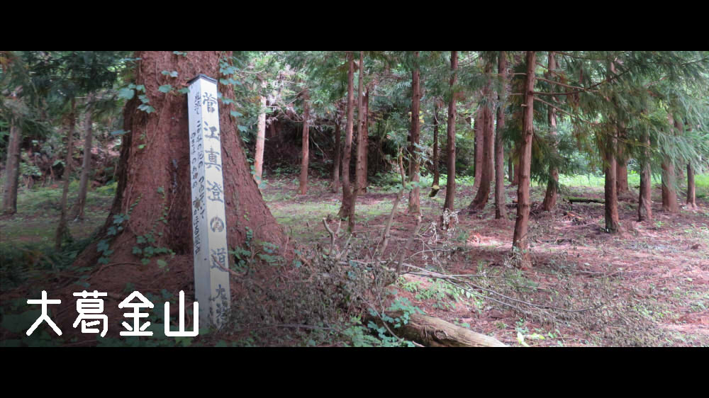 大葛金山 森合の茶