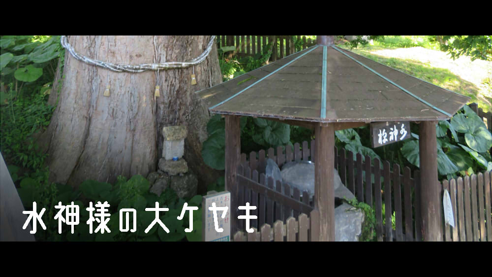 水神様の大ケヤキ