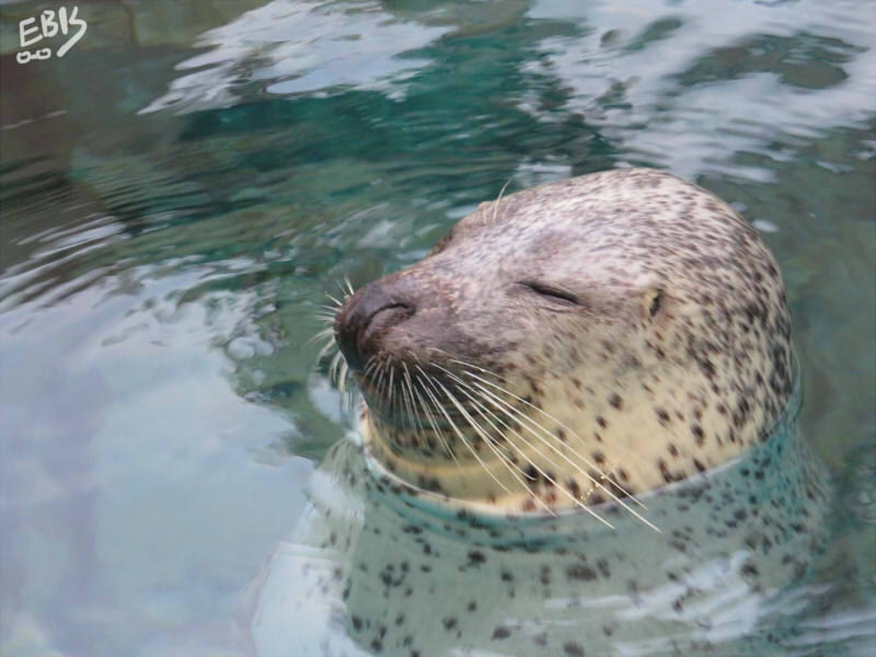 あざらし