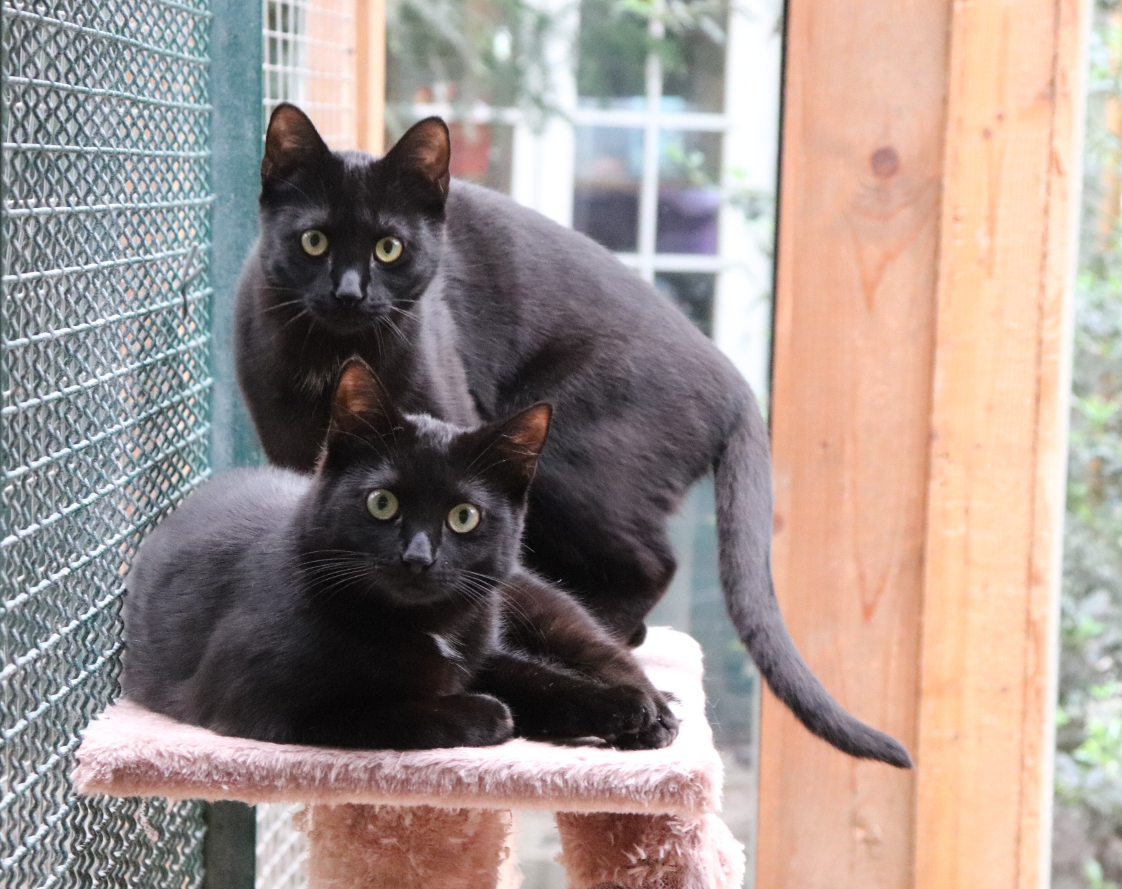 Unsere Katzen Tierheim Uelzen