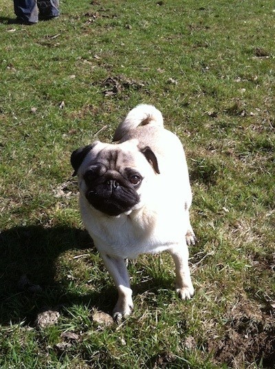 This 'lil pug is our youngest buddy and he is full of fun!