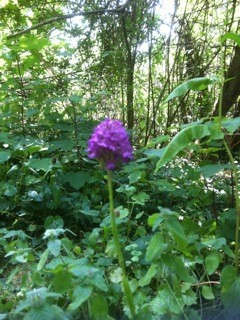 A Woodland Orchid