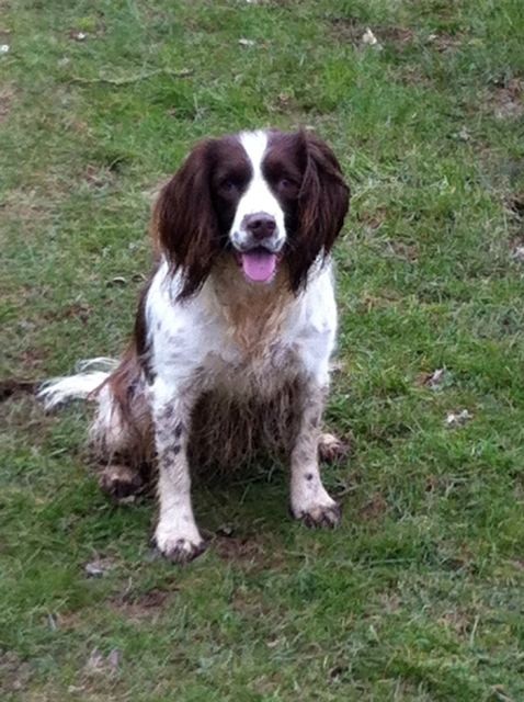 Lucy taking a rare break from tearing around after a dog walk in Kirtlington