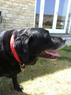 PC Dog, our 10 yr old ex sniffer dog
