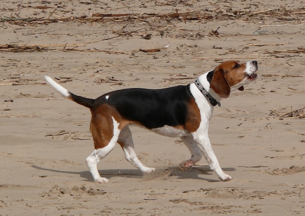 Hunderasse Beagle