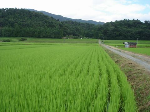 遠野の稔り