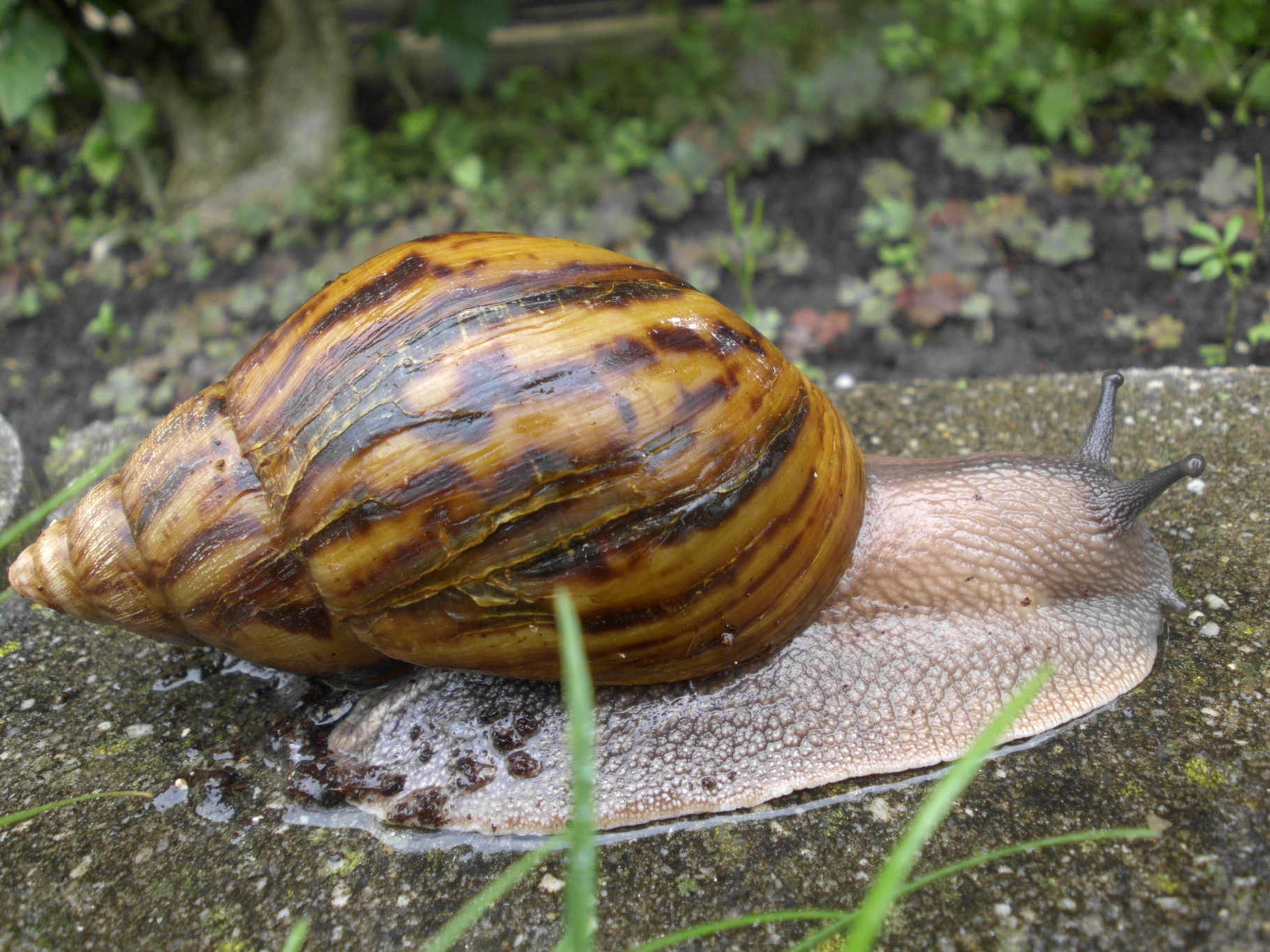 Achatina achatina Achatschnecken vom Wienerwald