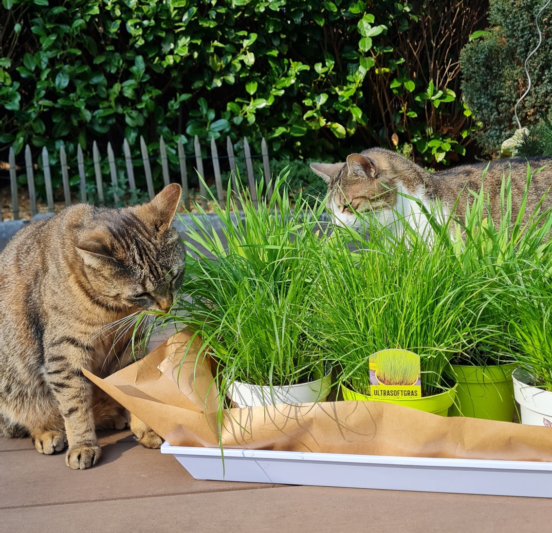 Katzengras - Wozu ist es gut und was gibt es zu beachten? - Katzenblog  Meine Katzenmdchen