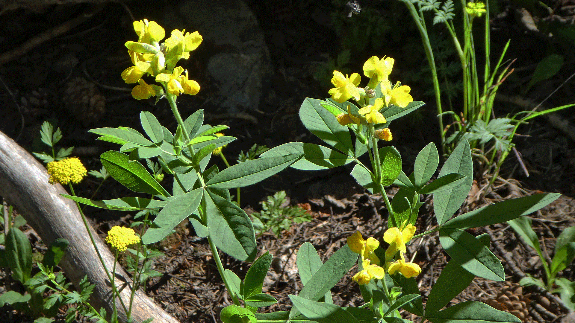 Sandia Mountains, June 2019