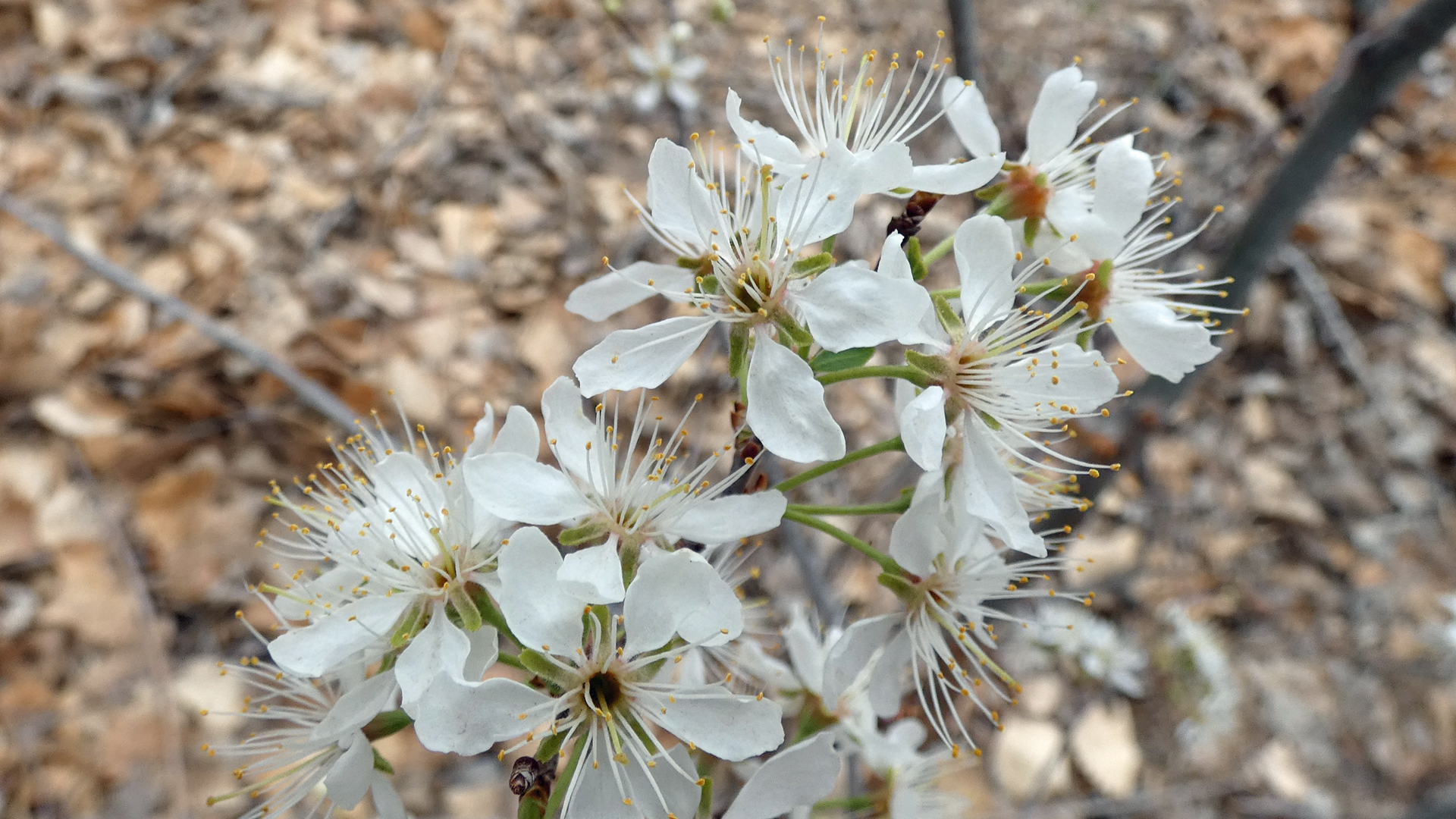 Rio Grande Bosque, Albuquerque, April 2021