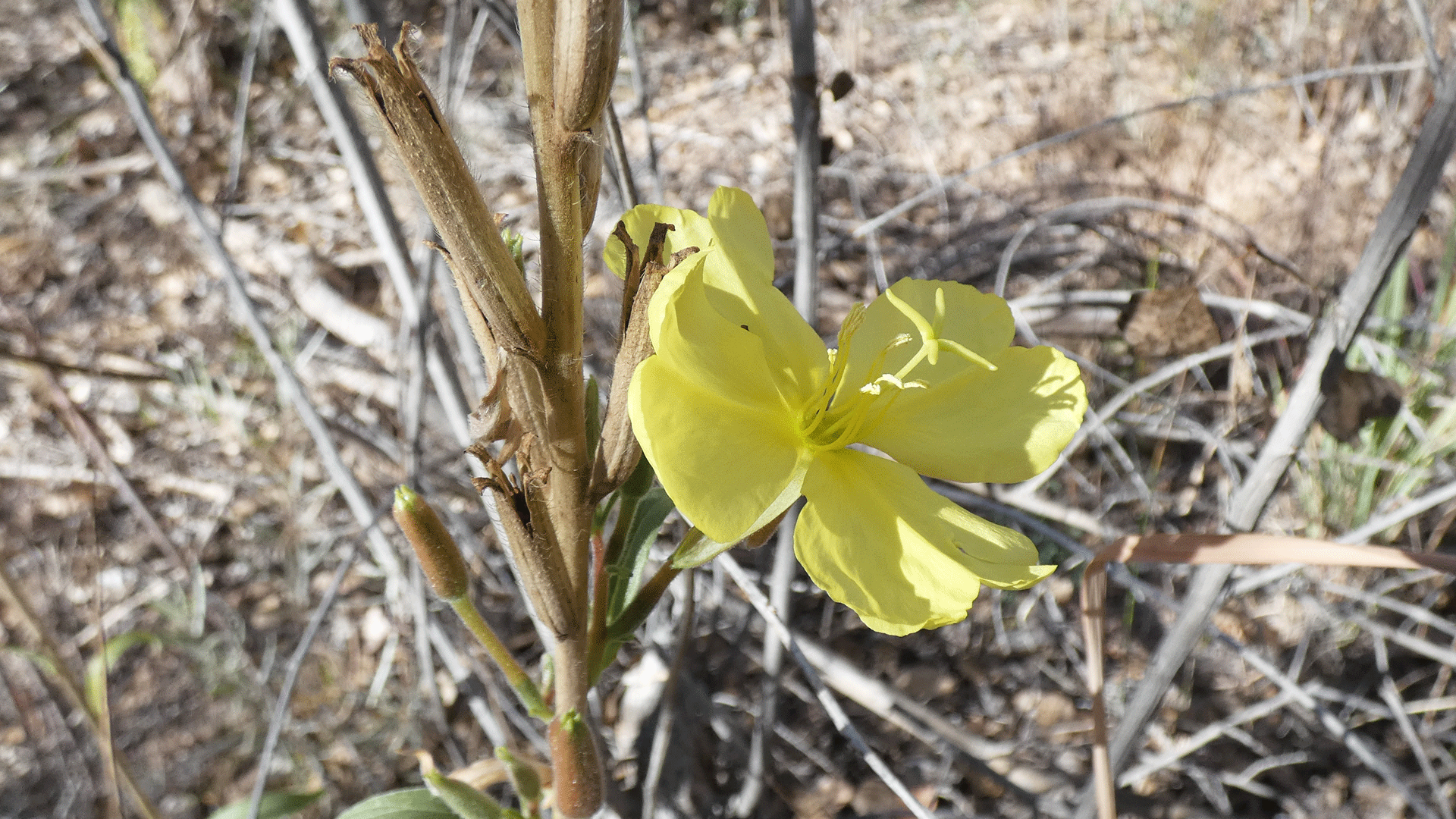 Rio Grande Bosque, Albuquerque, October 2020