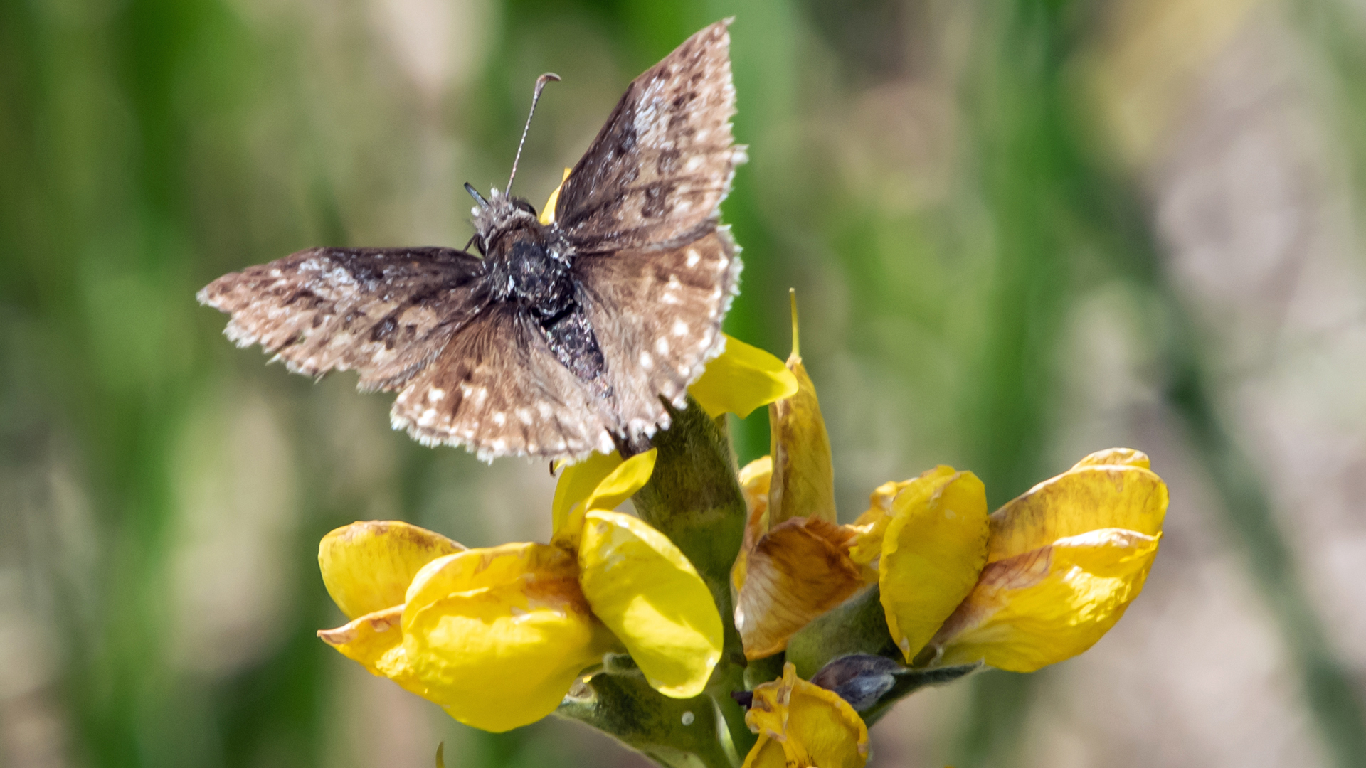 Female, Sandia Mountains, June 2023