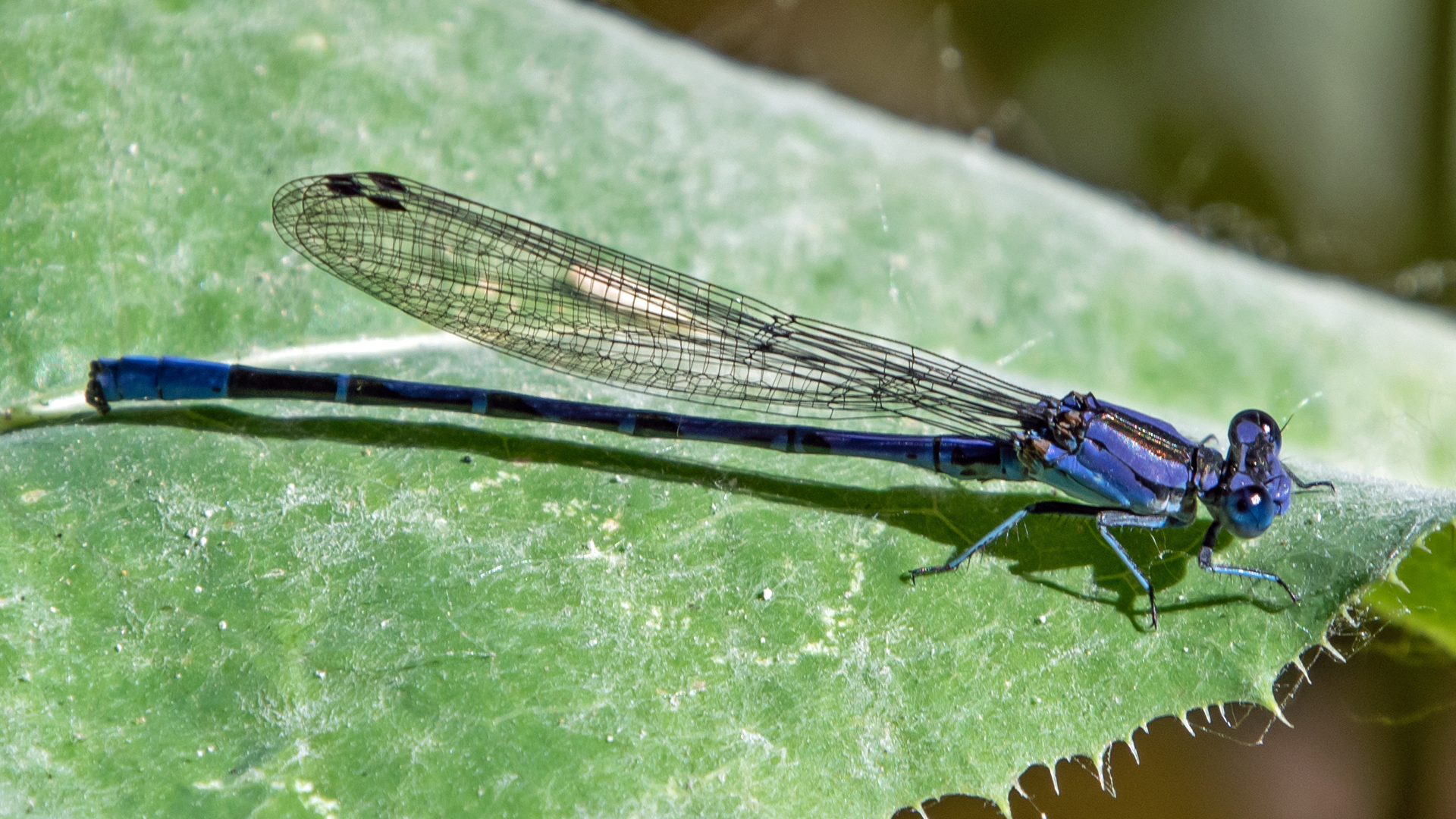 Male, Santa Fe River, July 2023