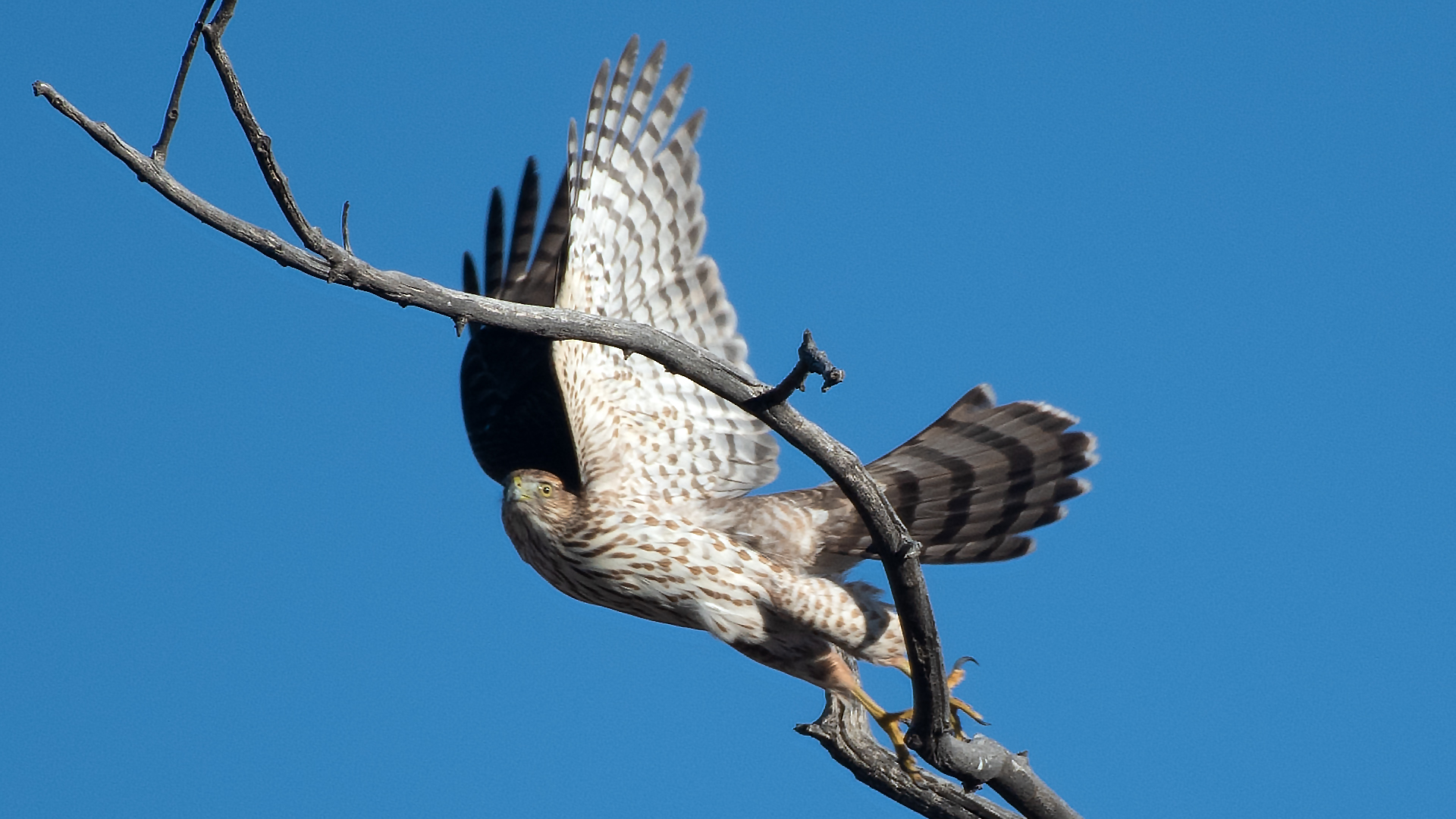 Immature, Albuquerque, November 2025