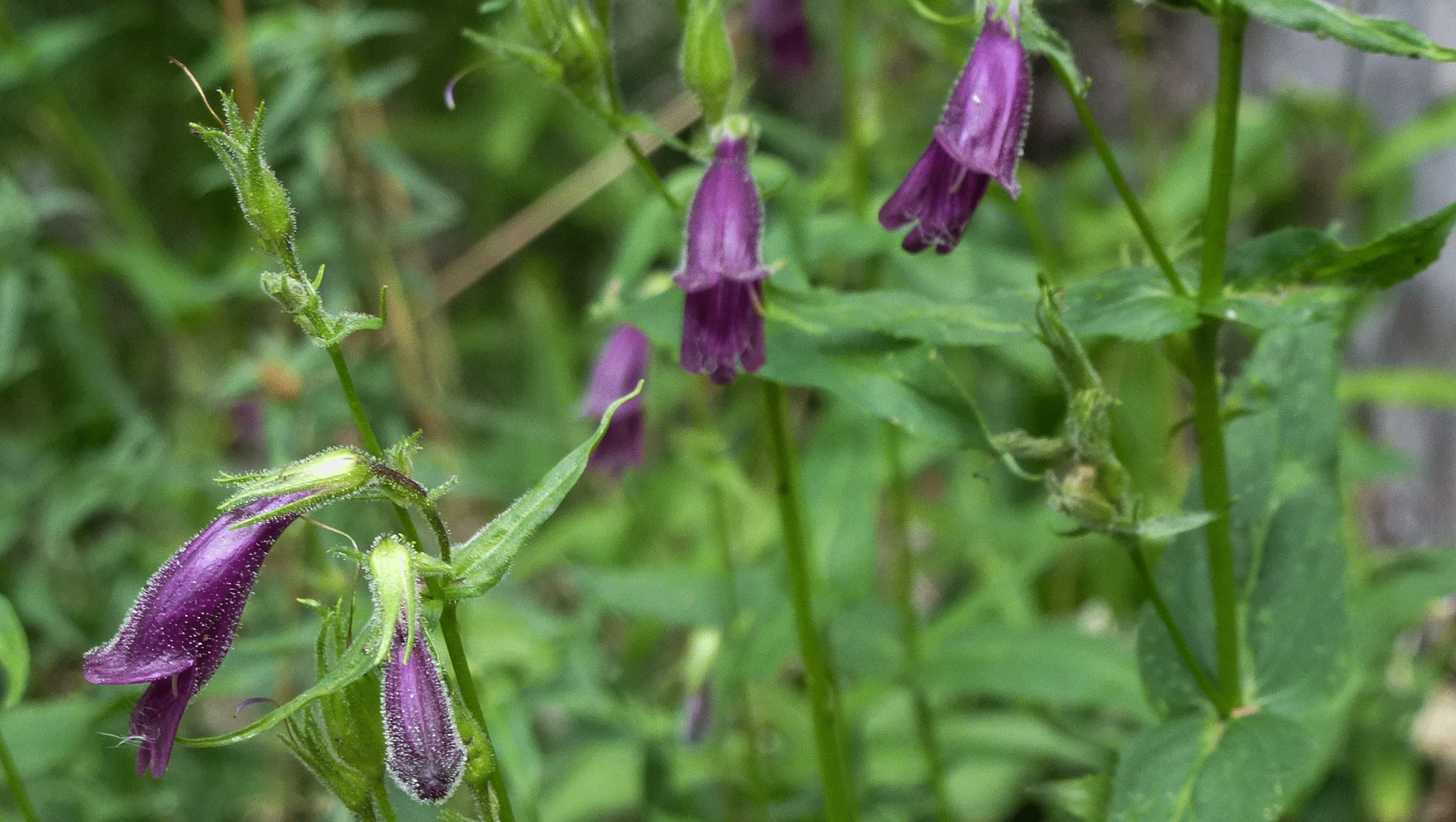 Upper Sandia Mountains, July 2017