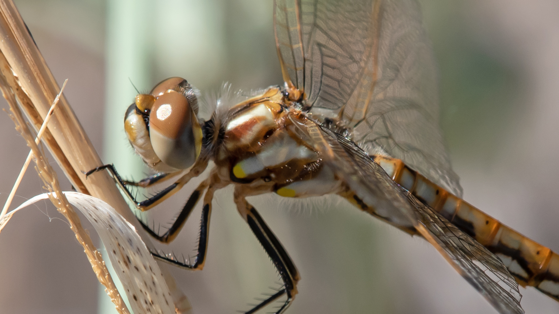 Immature male, Rio Grande Bosque, Albuquerque, July 2023