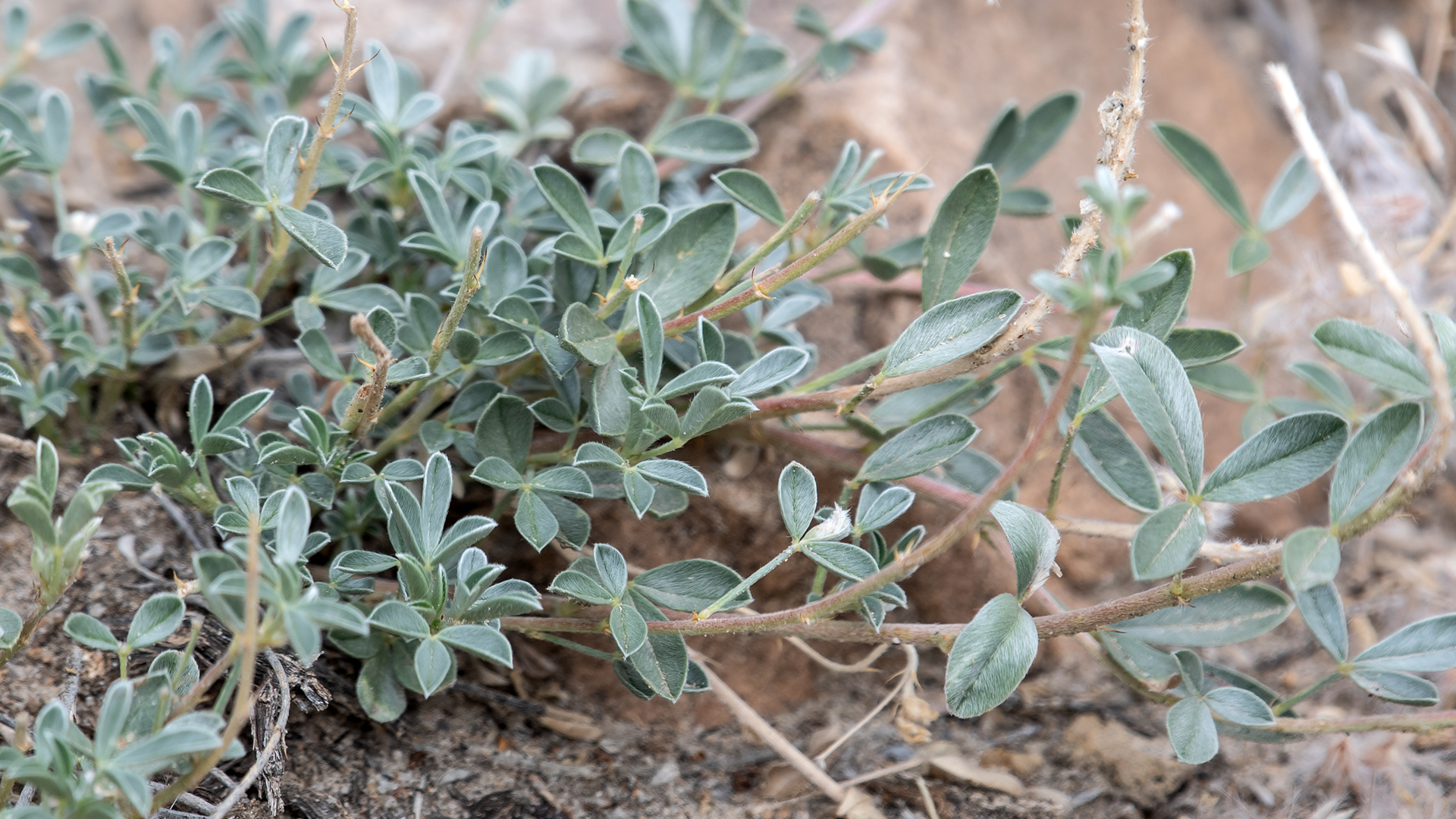 Stems and leaves, Galisteo Basin, June 2025
