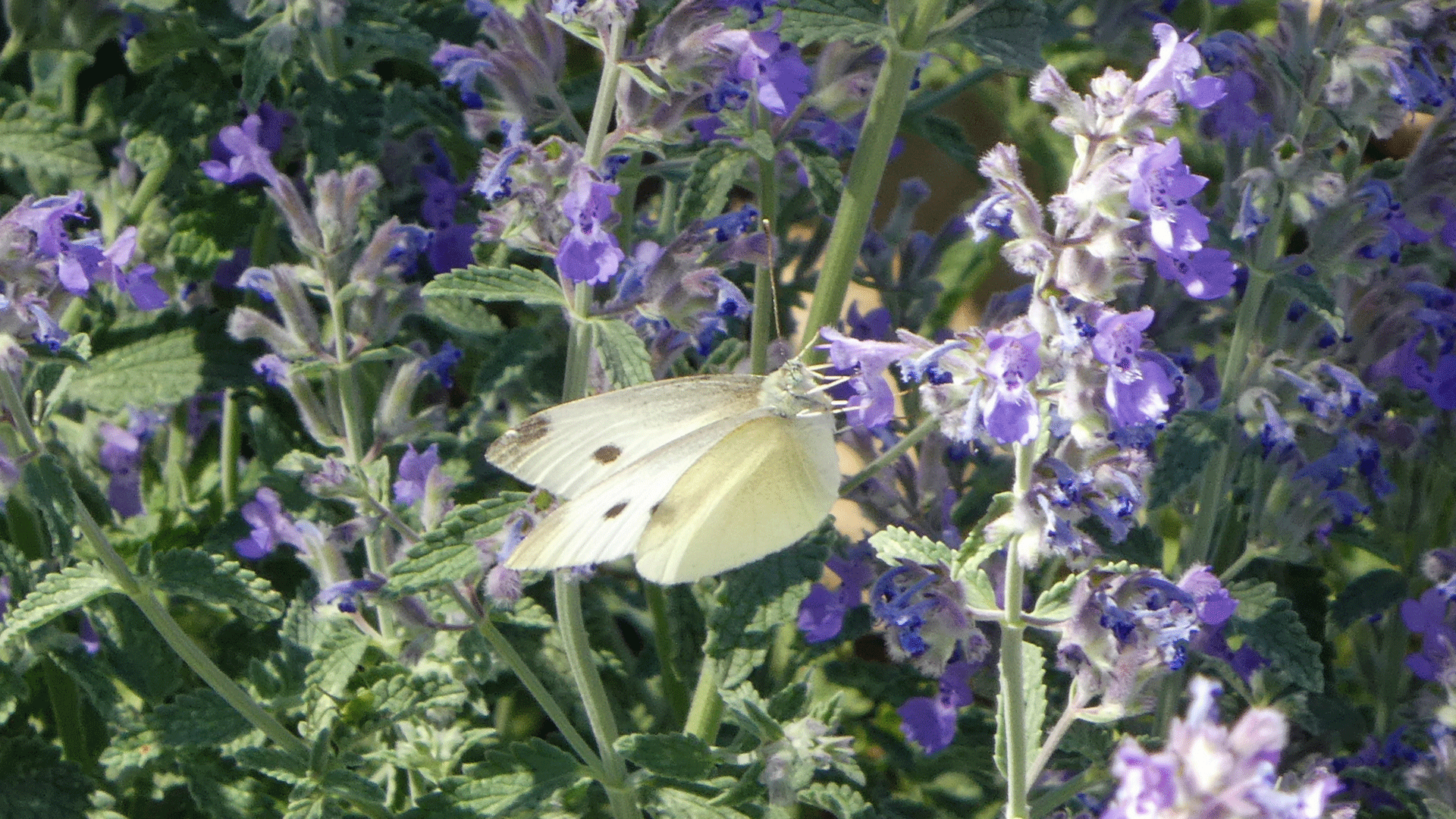 On Russian sage, Albuquerque, May 2020