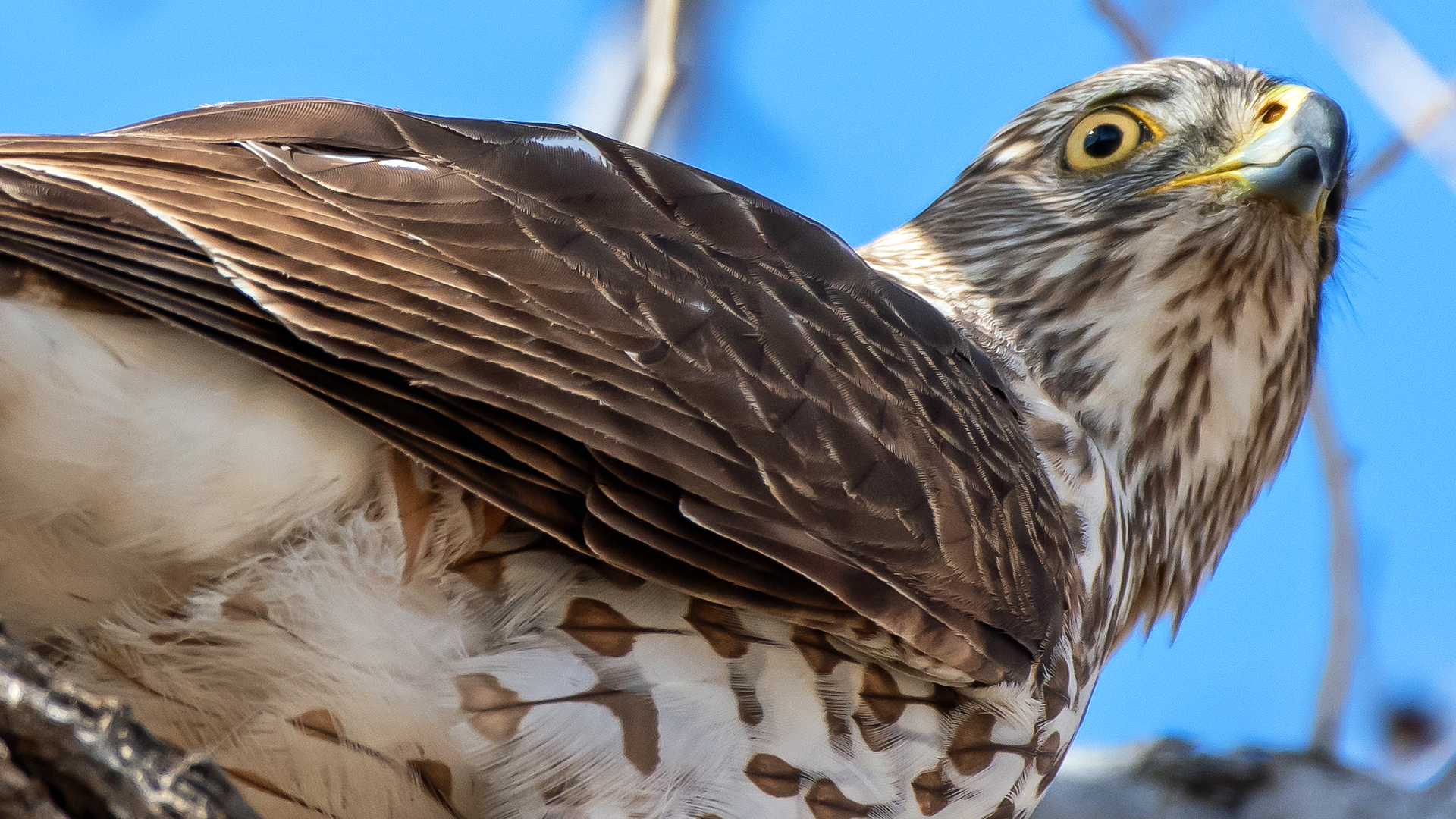 Immature, Albuquerque, February 2023